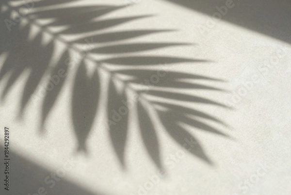 Fototapeta Shadow of a palm leaf casts a long shadow on a white surface.