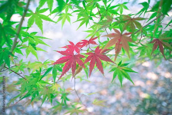 Fototapeta 紅葉したもみじ