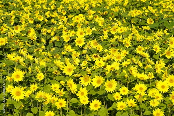 Obraz ひまわりの花畑　黄色い絨毯