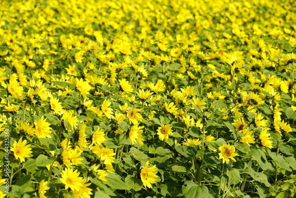 Obraz ひまわりの花畑　黄色い絨毯