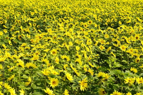 Obraz ひまわりの花畑　黄色い絨毯