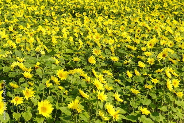 Obraz ひまわりの花畑　黄色い絨毯
