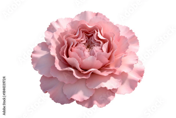 Obraz Beautiful Pink Carnation Flower Close-up