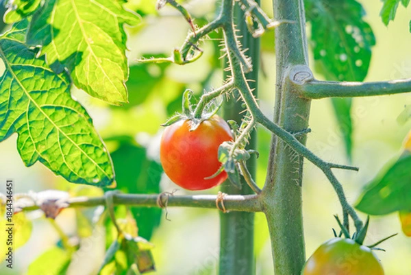 Obraz 瑞々しく美味しそうなミニトマト