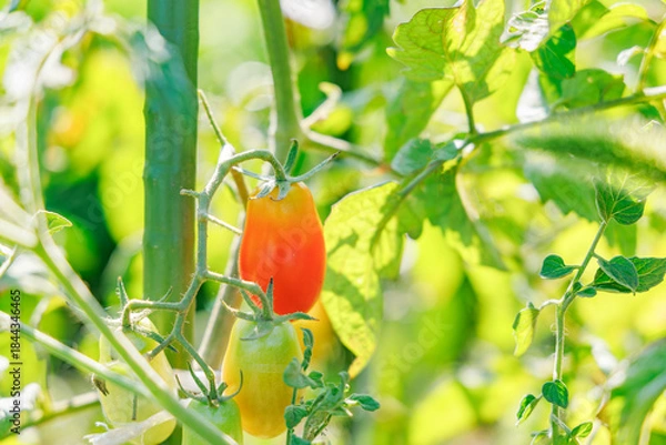 Obraz 瑞々しく美味しそうなミニトマト