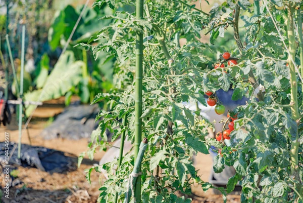 Obraz 瑞々しく美味しそうなミニトマト