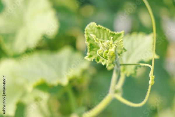 Obraz きゅうりのツル