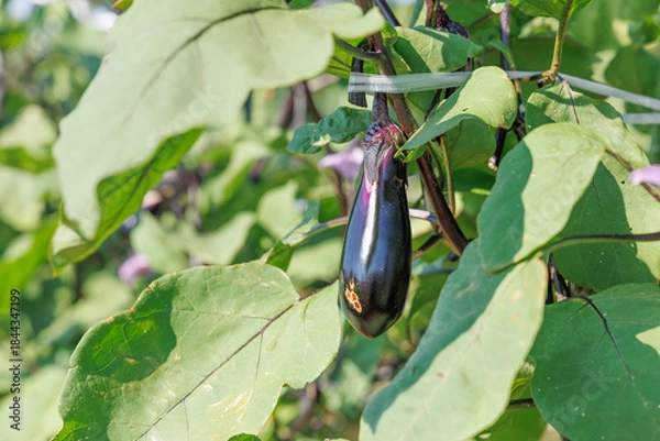 Obraz 瑞々しく美味しそうな茄子