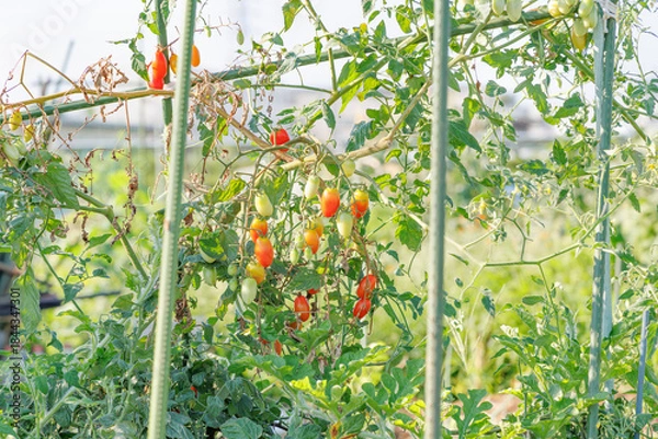 Obraz 瑞々しく美味しそうなミニトマト