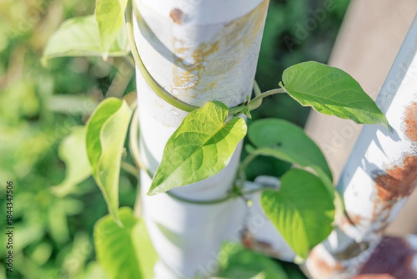 Obraz 鉄柱に絡まるツル