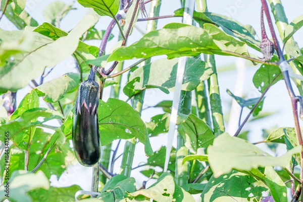 Obraz 瑞々しく美味しそうな茄子