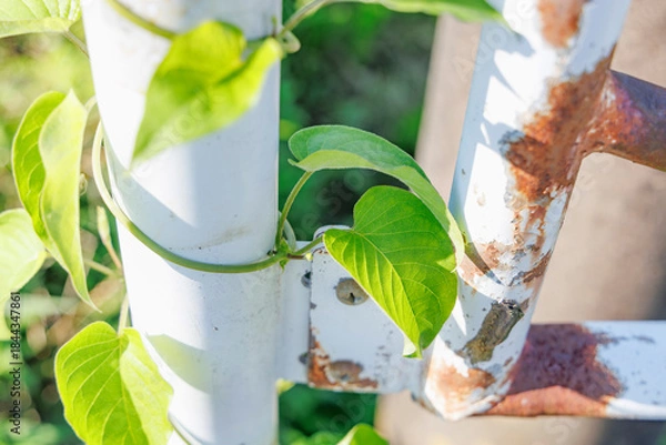 Obraz 鉄柱に絡まるツル