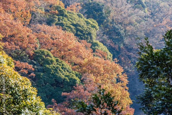 Obraz 紅葉の山肌