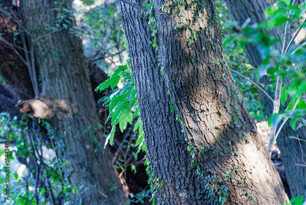 Obraz 木の幹とつる植物