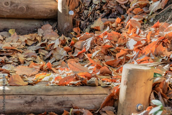 Obraz 落ち葉と木の階段