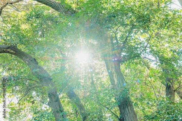 Obraz 木々の間からの木漏れ日