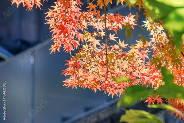 Obraz 紅葉と太陽