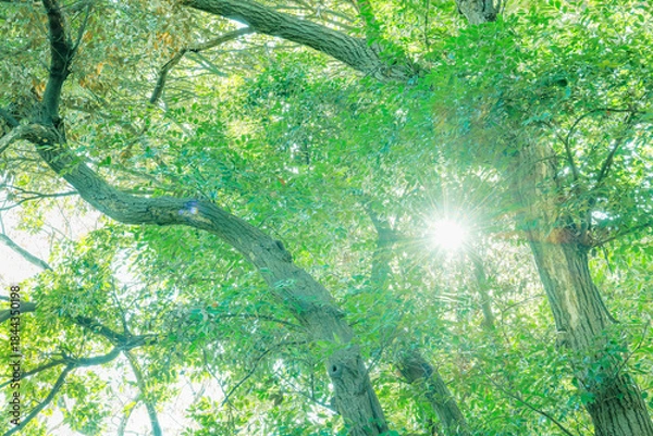Obraz 木々の間からの木漏れ日