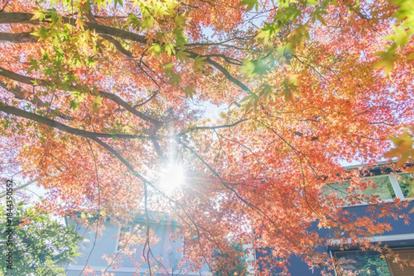 Obraz 紅葉と太陽