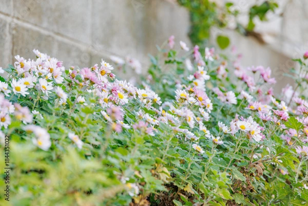 Obraz 白とピンクの小さな花