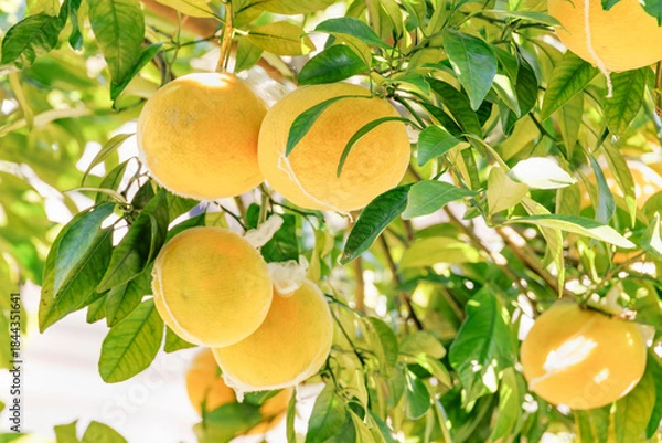 Obraz みかん/柑橘類