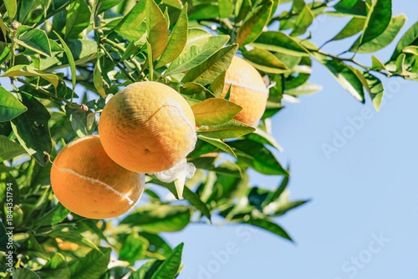 Obraz みかん/柑橘類