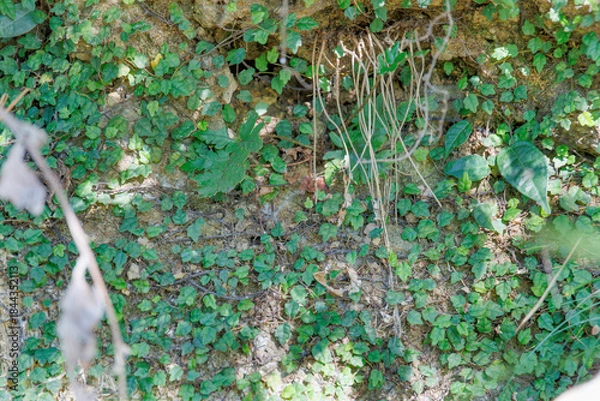 Obraz 壁面を覆う小さな緑の葉の植物、生命力あふれる自然の背景