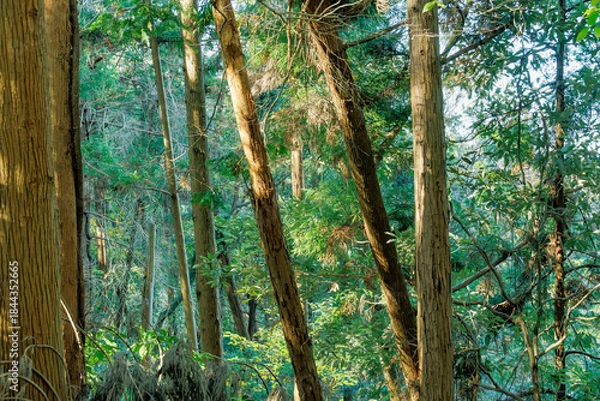 Obraz 陽光が差し込む深い森の木立と豊かな緑の風景