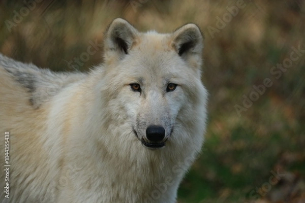 Obraz Portrait eines Tundrawolfes