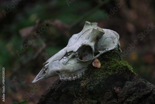 Obraz Schädel eines Tieres auf einem Baumstumpf
