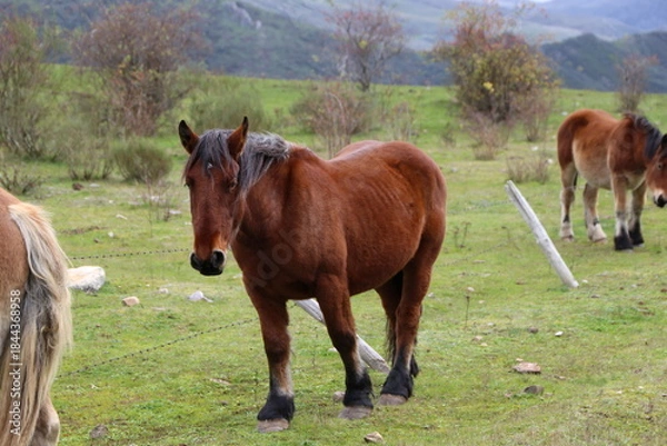 Fototapeta Caballo