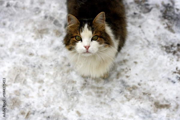 Obraz Cat on a snowy road.