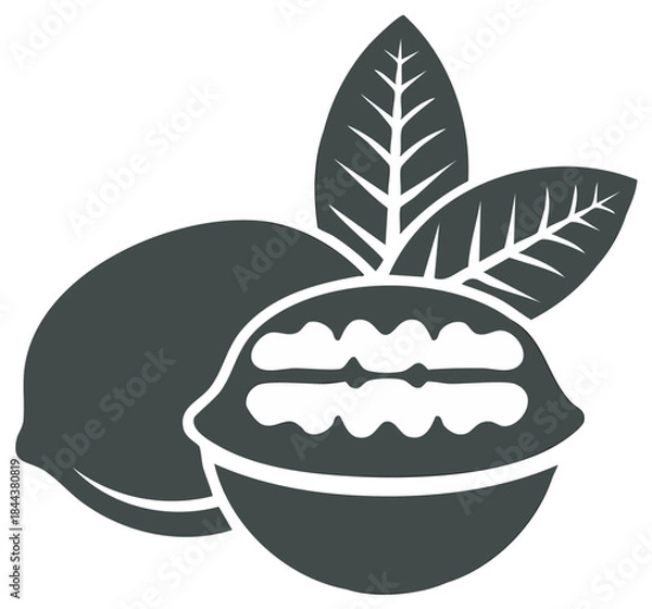 Obraz Walnut vector graphic showcases whole and shelled nuts with leaves, culinary design element.