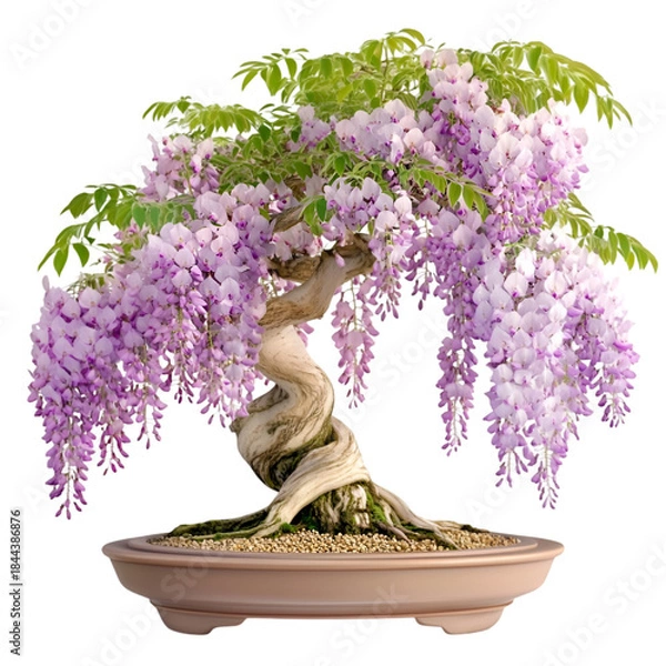 Fototapeta Bonsai tree with purple flowers on transparent background