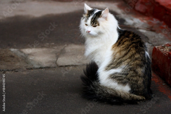 Obraz Cat sitting on the road.