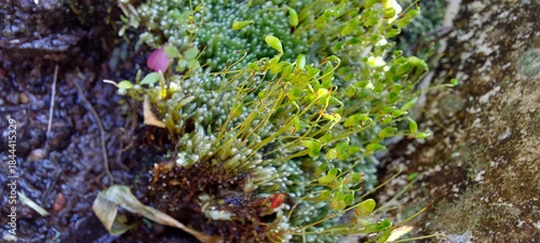 Obraz Moss ( Funaria hygrometrica )
on the tree