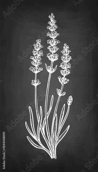 Fototapeta Lavender plant chalk sketch.