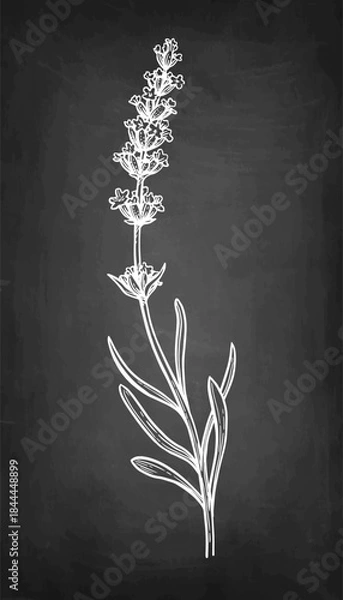 Fototapeta Lavender sprig chalk sketch.