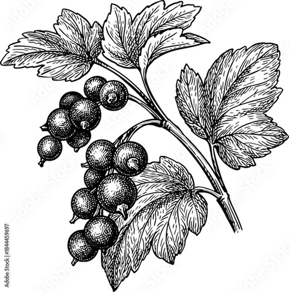 Fototapeta Blackcurrant branch. Engraving style illustration.
