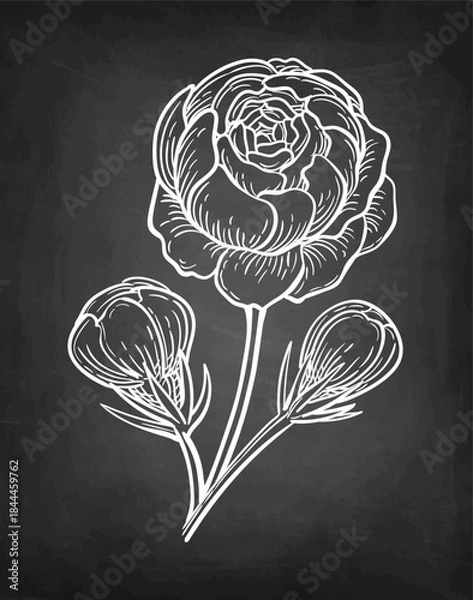 Fototapeta Jasmine Sambac Grand Duke of Tuscany chalk sketch.