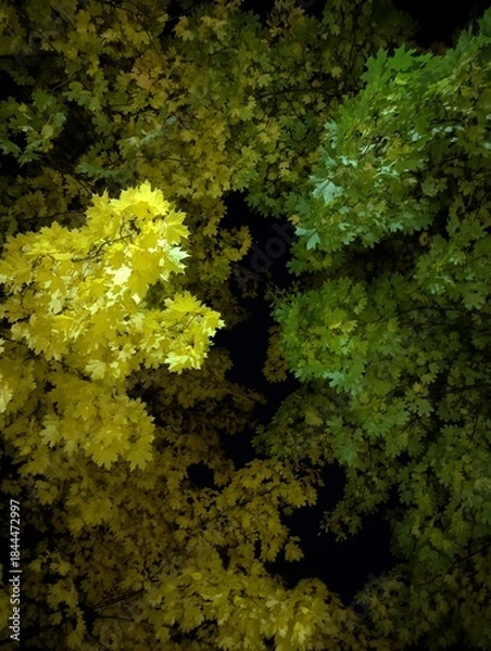 Obraz Evening maple leaves of yellow and green in the light of street lamps