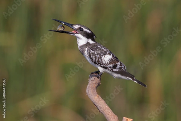 Fototapeta Pied Kingfisher Hovering Over Water – Wildlife Bird Photography