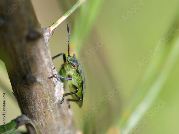 Obraz Green shield bug on a stick