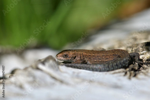 Obraz lizard basking