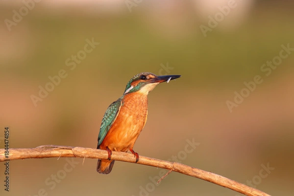 Fototapeta Common Kingfisher Perched by Water – Colorful Wildlife Bird Photography