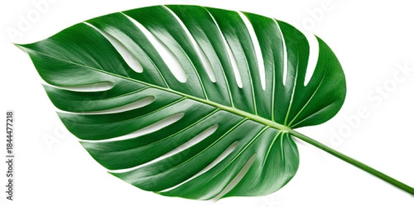 Fototapeta green leaf on white background