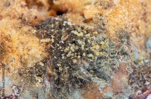 Fototapeta Moldy bread on white background