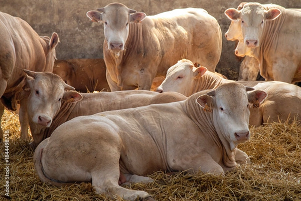 Obraz cows in a barn with beautiful light
