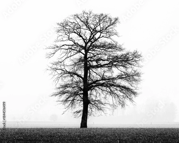 Obraz lonely tree in the fog