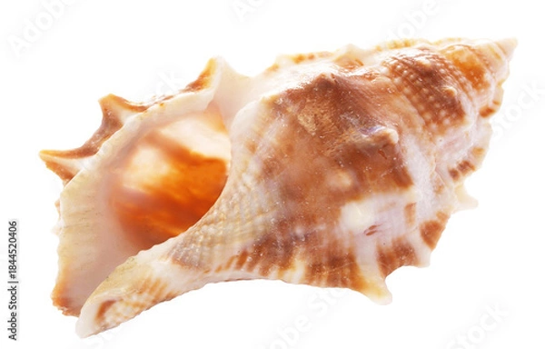 Obraz Sea shell isolated on white background